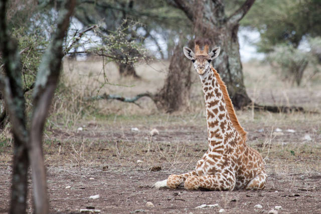 Short Dry Season in Tanzania - Best Season