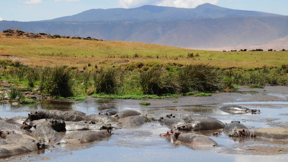 Watching Active Hippos in Tanzania - Best Season