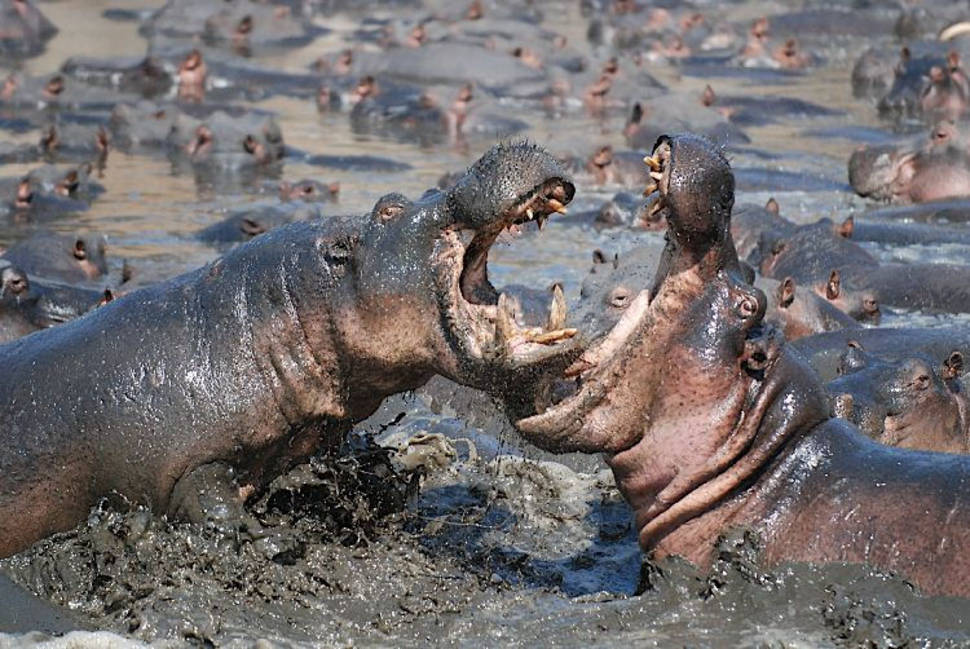 Hippo fight in Katavi National Park, Tanzania