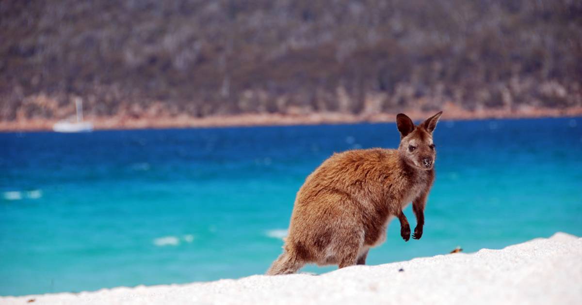Tasmanian Beach Season in Tasmania - Best Time