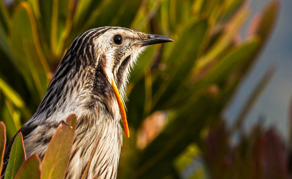 Birdwatching in Tasmania - Best Season