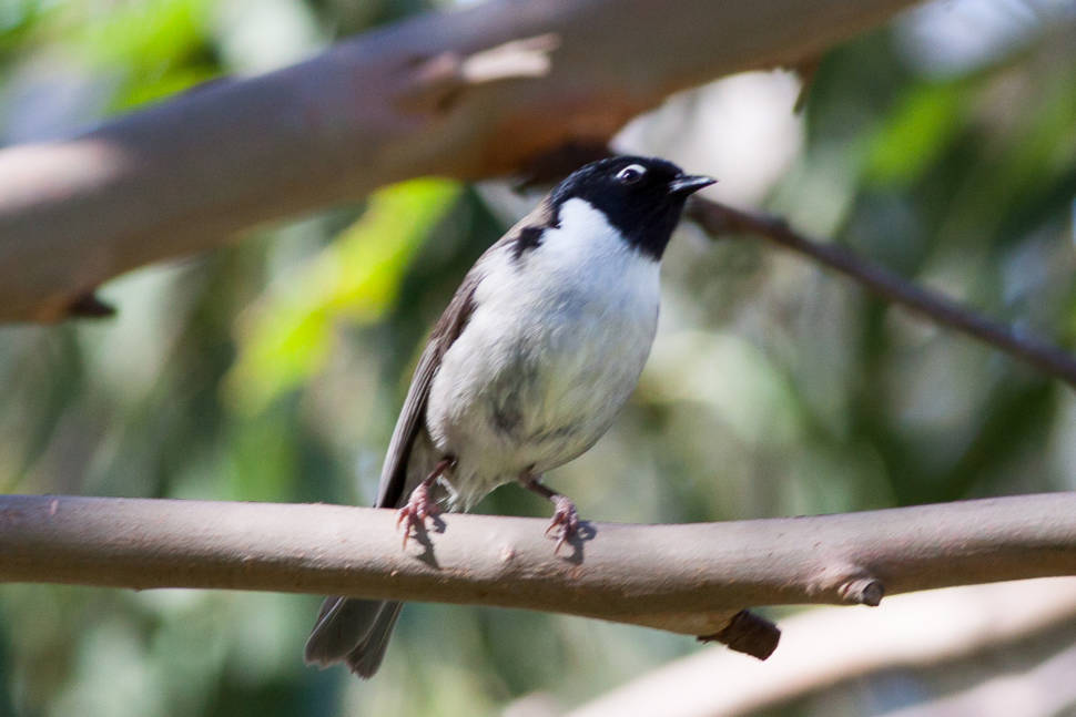 Black-headed Honeyeate