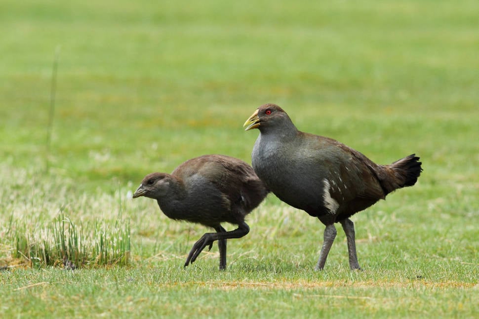 Tasmanian Native-Hen