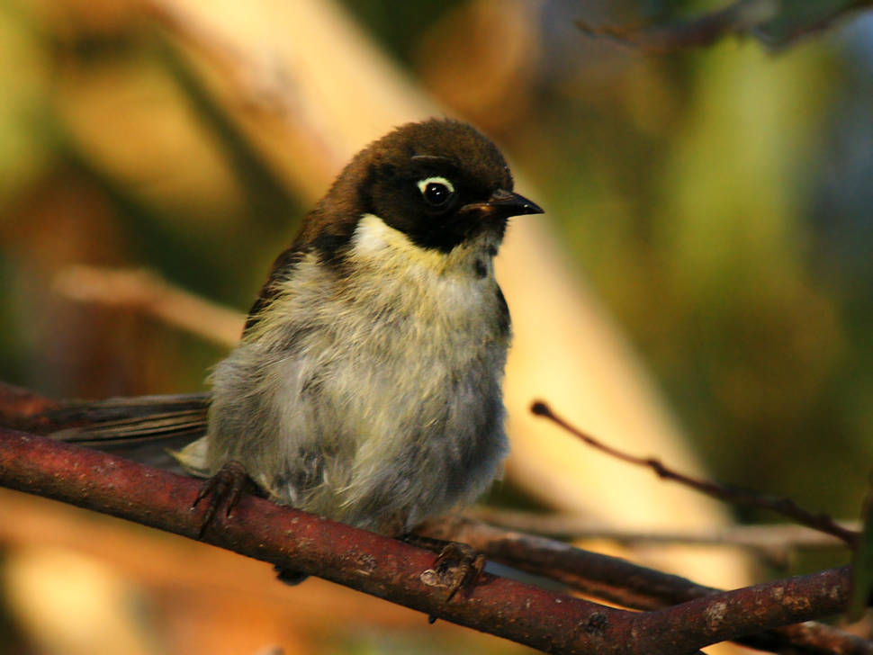Birdwatching in Tasmania - Best Time