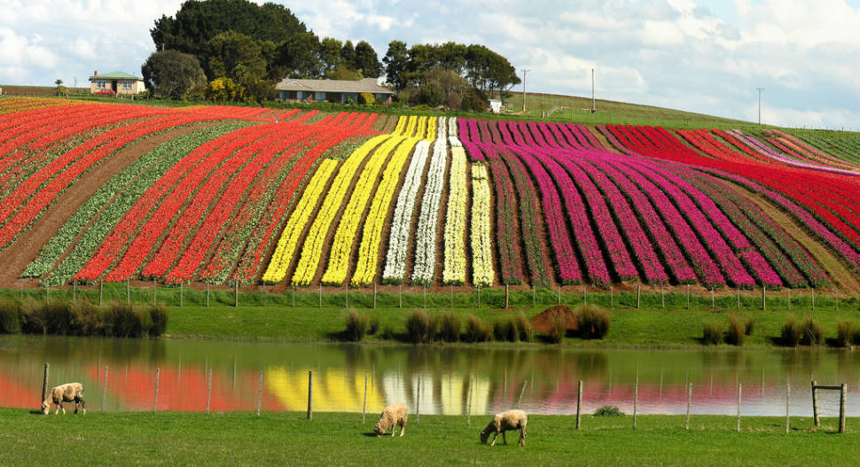 Tulip reflections at Table Cape