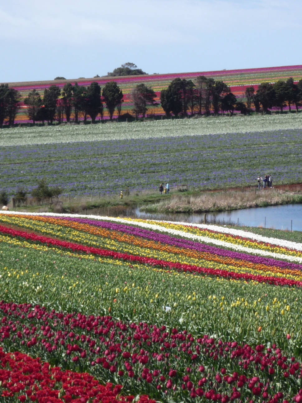 Best time to see Blooming Tulips in Tasmania