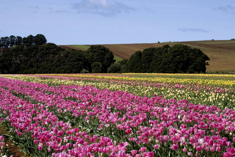 Blooming Tulips in Tasmania - Best Season