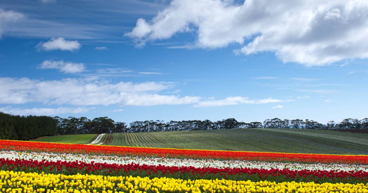 Blooming Tulips in Tasmania - Best Time