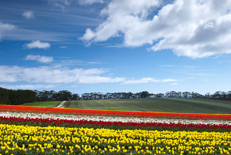 Blooming Tulips in Tasmania - Best Time