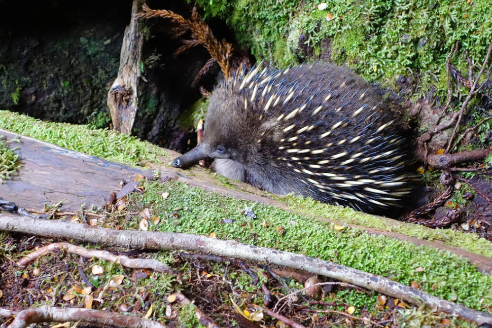 Best time for Echidna in Tasmania