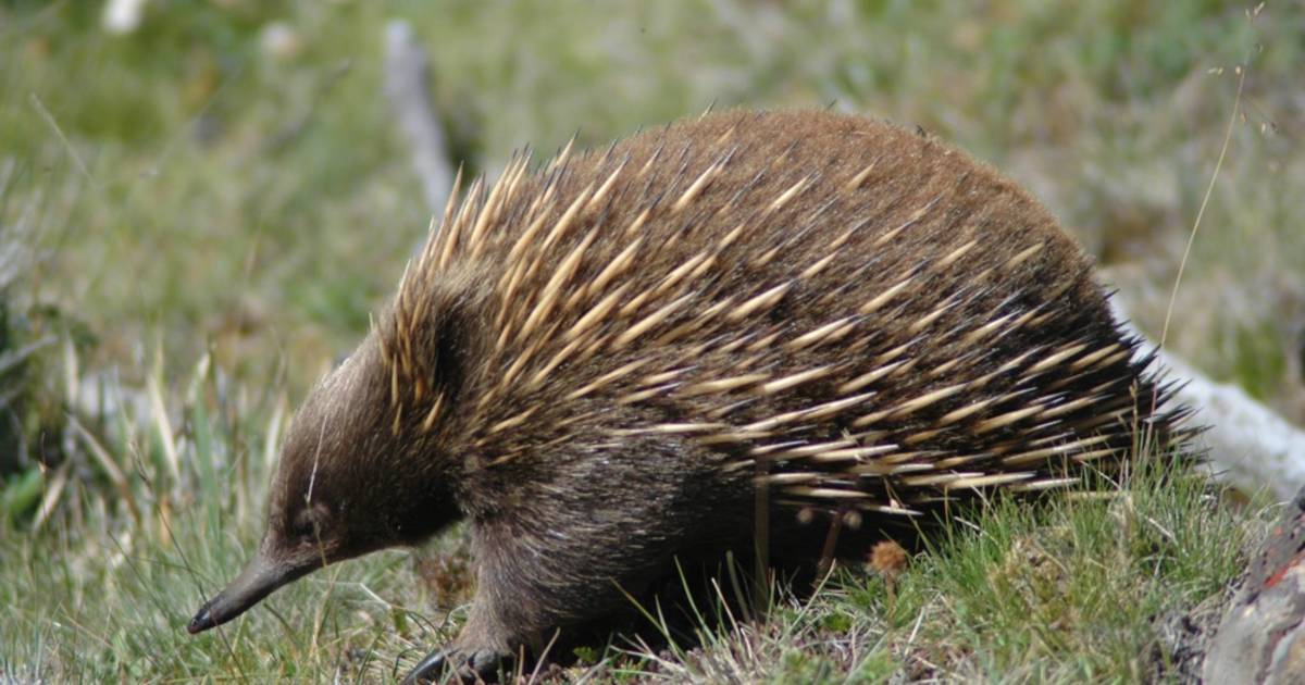 Echidna in Tasmania - Best Time
