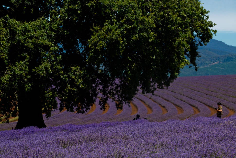 Bridestowe Lavender Farm in northeast Tasmania
