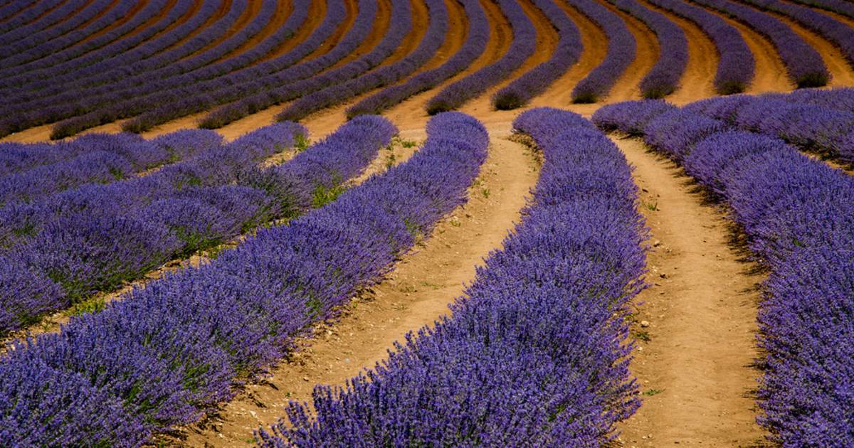 Lavender Blooming in Tasmania - Best Time