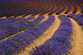 Lavender When In Bloom California Does