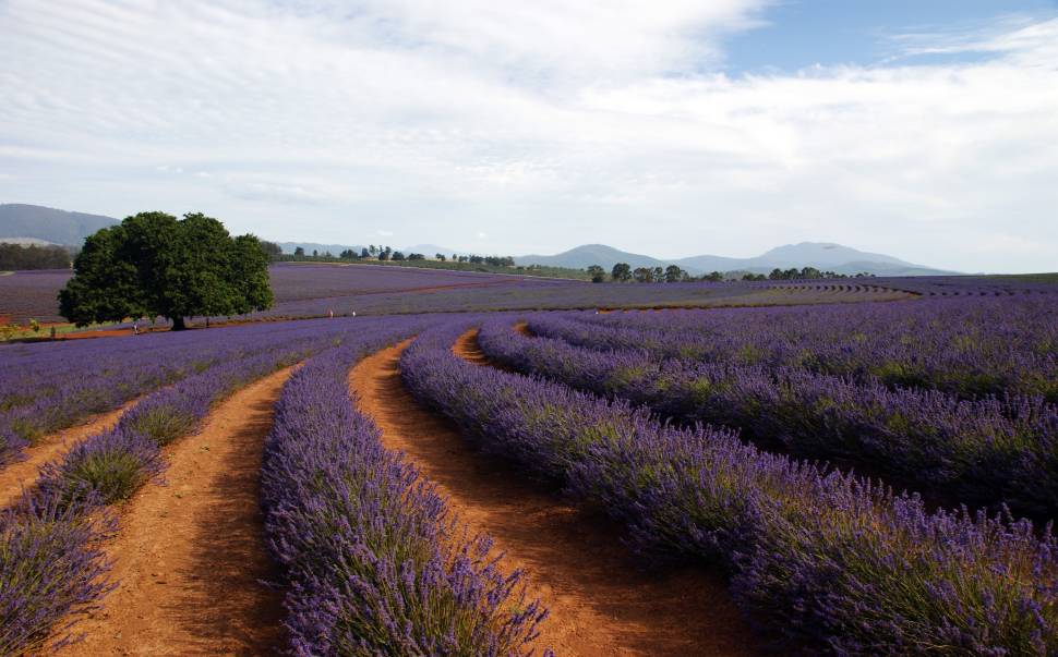 Lavender Blooming in Tasmania - Best Season