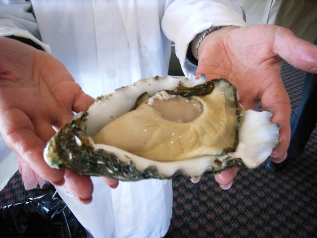 Pacific Oysters in Tasmania - Best Season