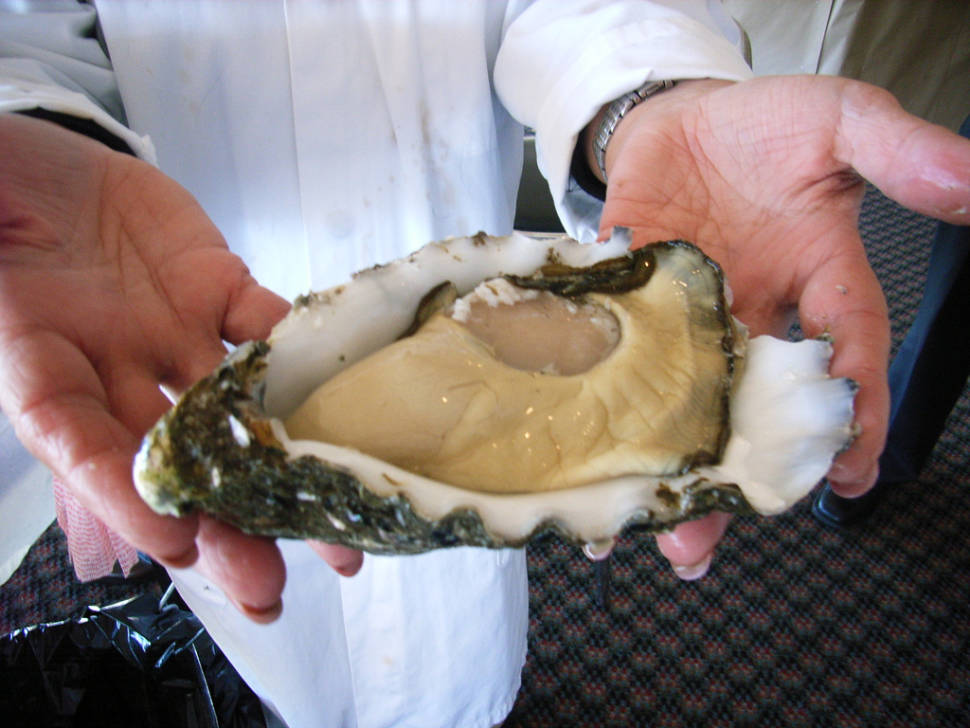 Pacific Oysters in Tasmania - Best Season