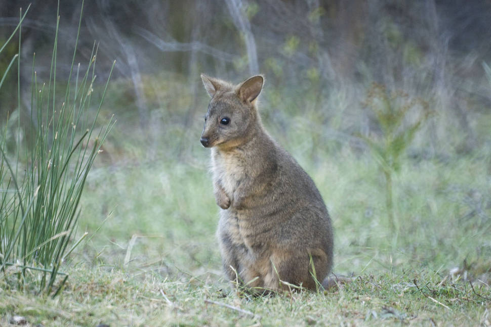 Best time for Pademelon in Tasmania