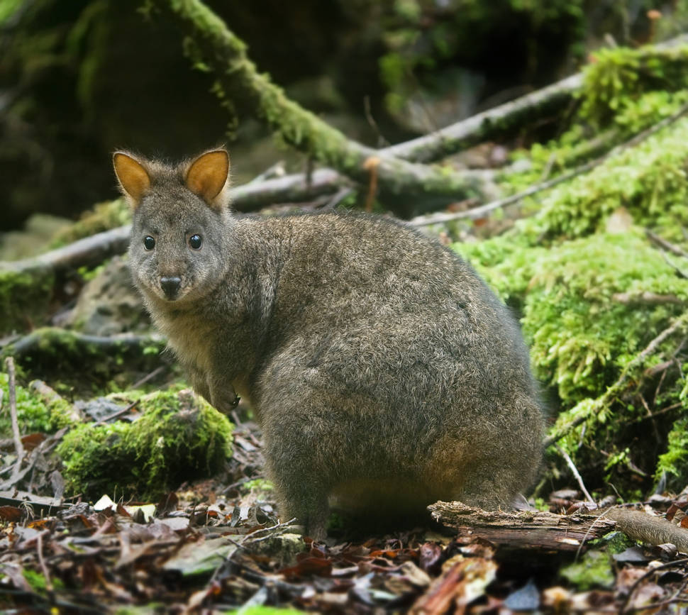 Pademelon in Tasmania - Best Season