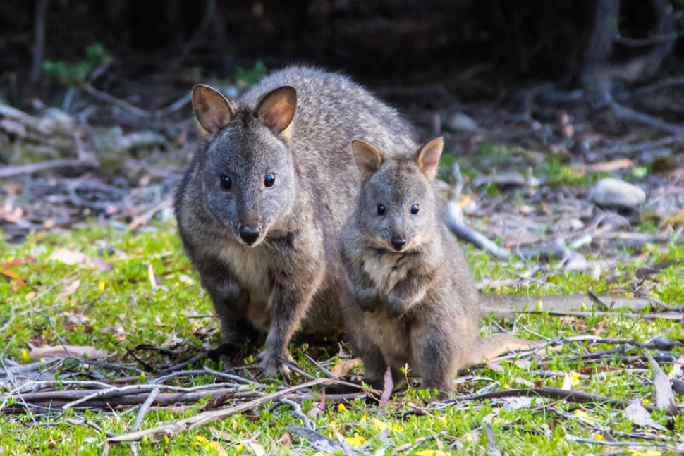 Pademelon in Tasmania - Best Time