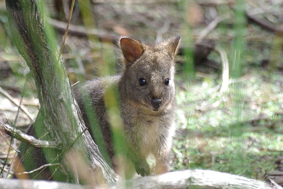 Best time to see Pademelon in Tasmania