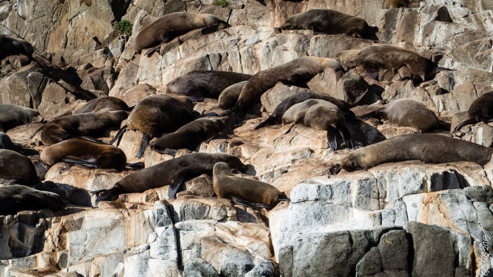 Fur seals in Hobart