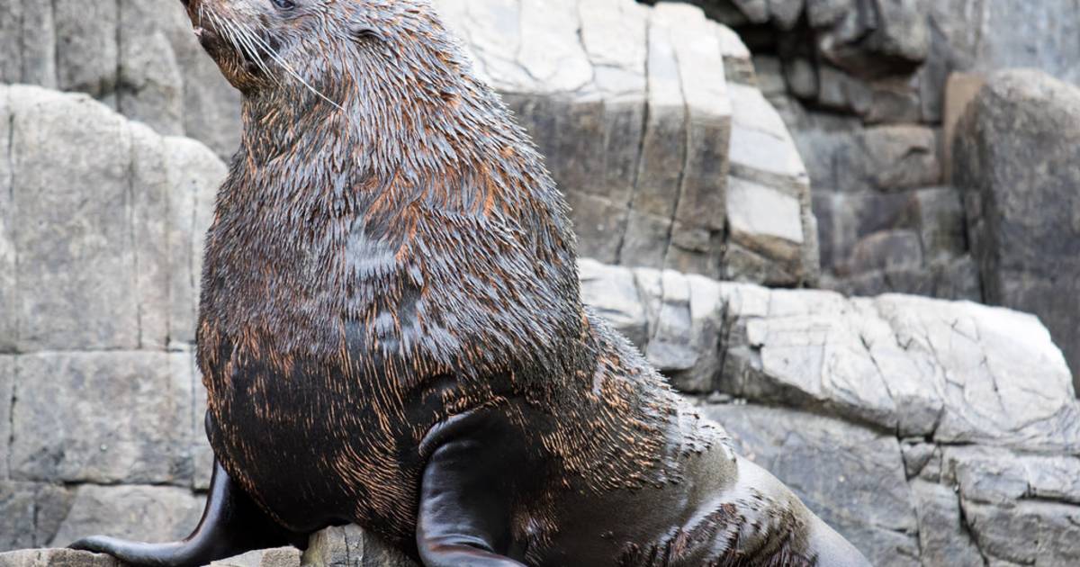 Seal Watching in Tasmania - Best Time