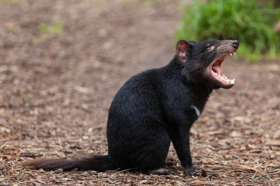 Tasmanian Devil in Tasmania - Best Time