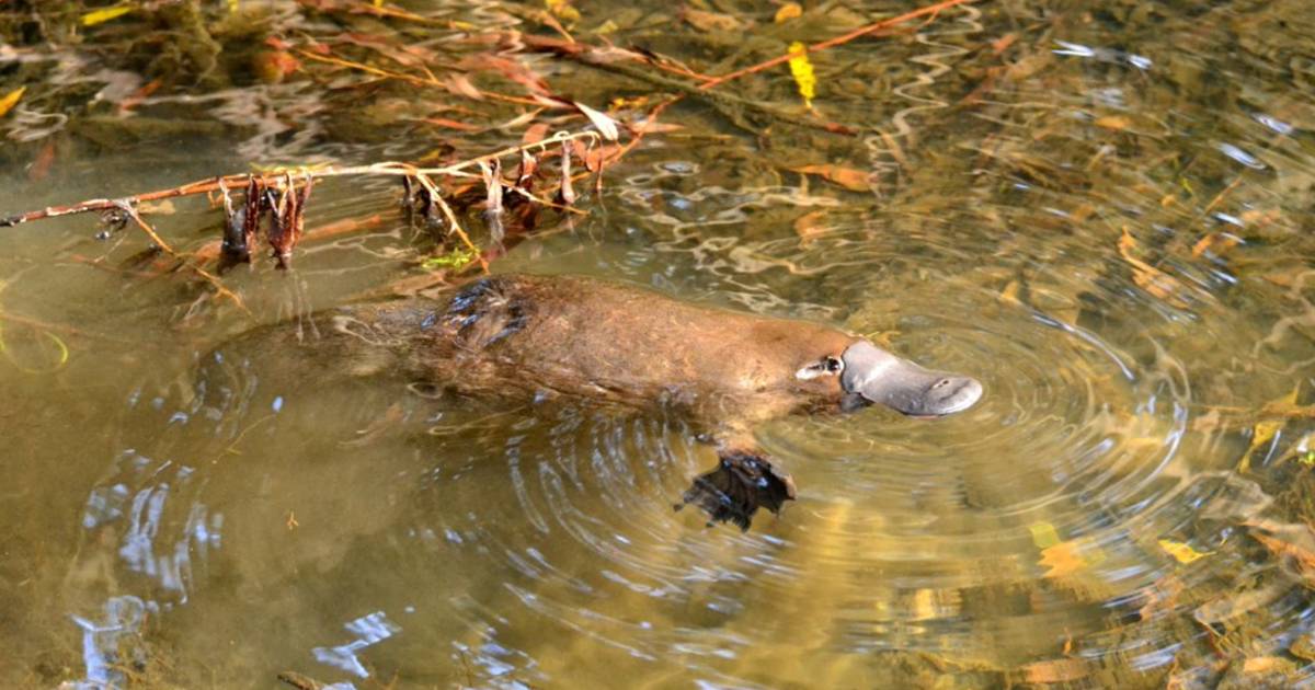 Watching Platypus in Tasmania - Best Time