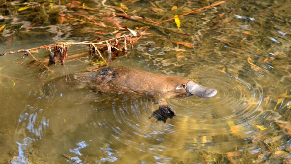 Watching Platypus in Tasmania - Best Time