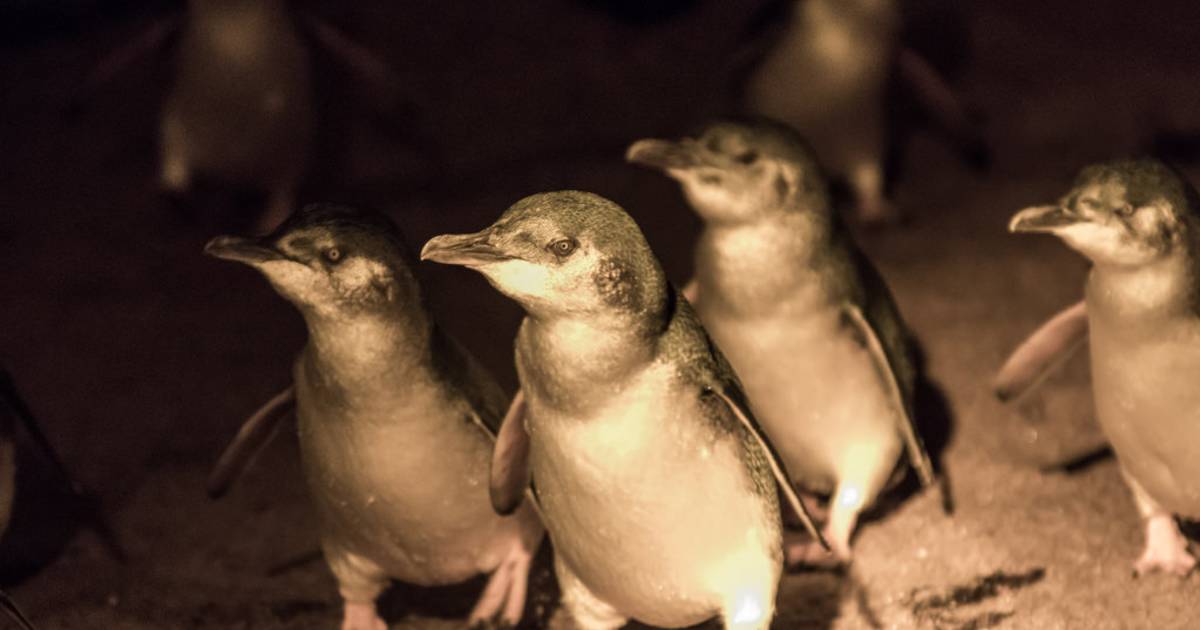 Watching World Smallest Penguins in Tasmania - Best Time