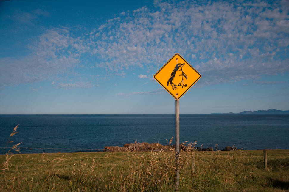 Penguin sign