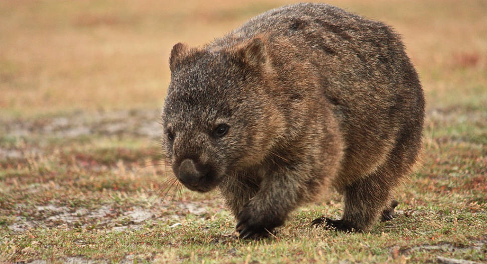 Wombat Watching in Tasmania - Best Time
