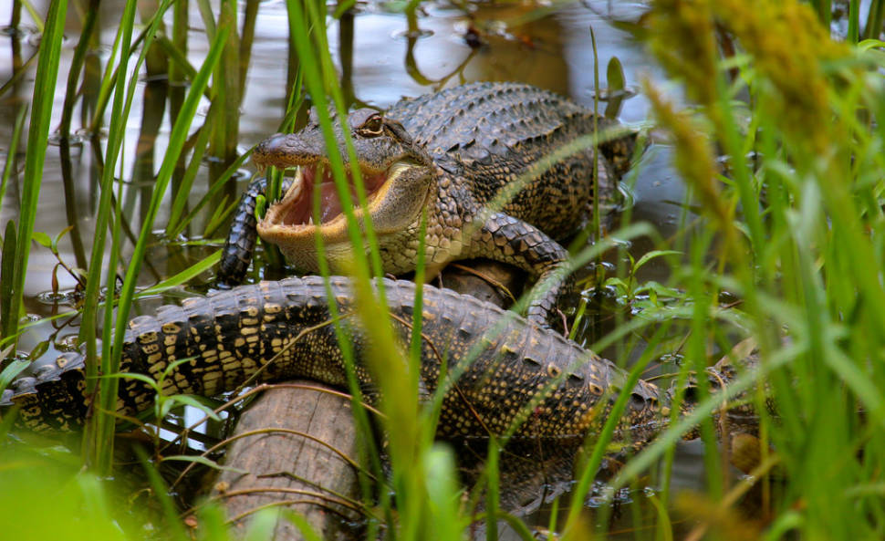 Baby alligators, swamp south of Elm Lake