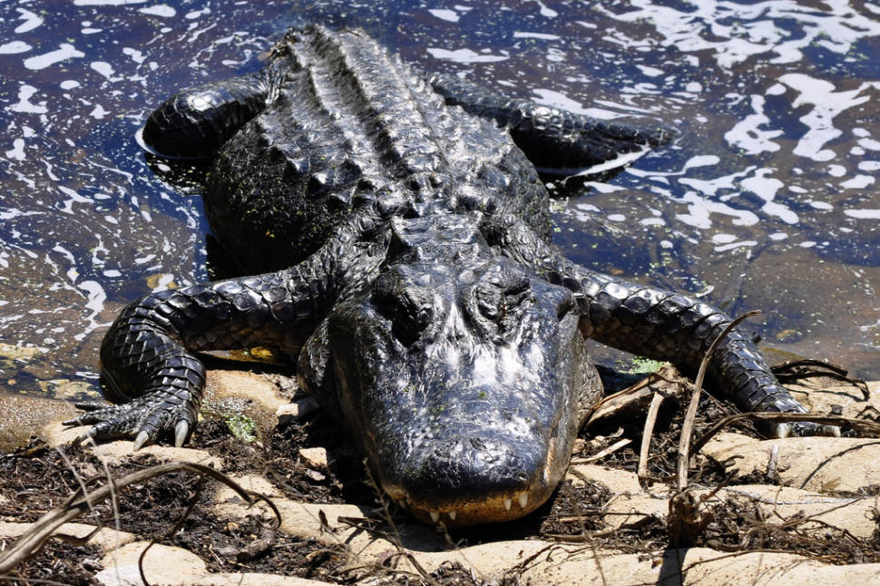 Alligator at Brazos Bend State Park