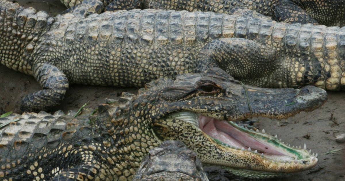 Alligators in Texas - Best Time