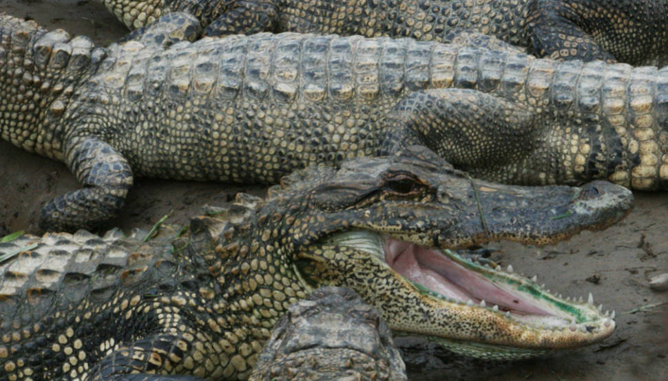 Alligators in Texas - Best Time