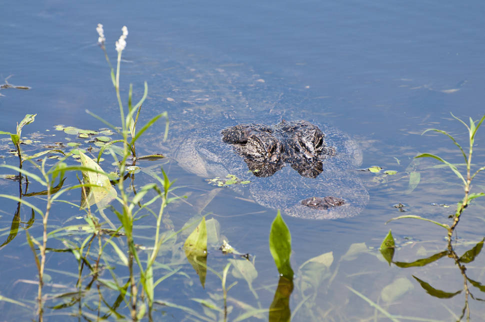 Alligator at Elm Lake