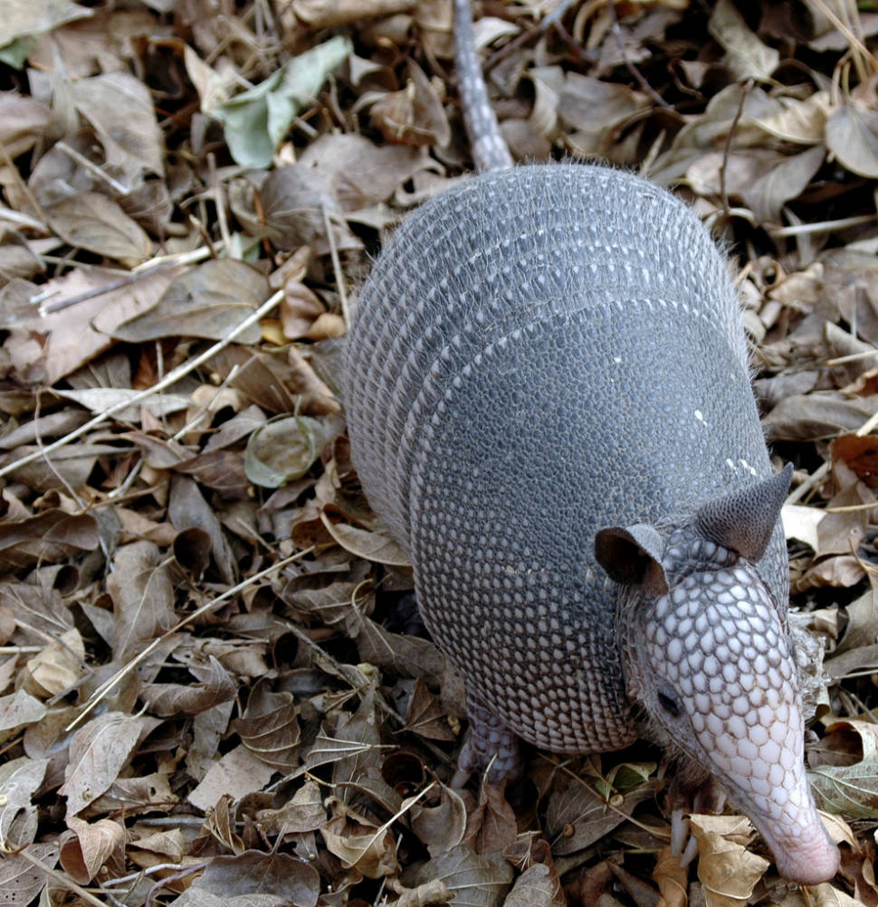Armadillo in Texas - Best Season