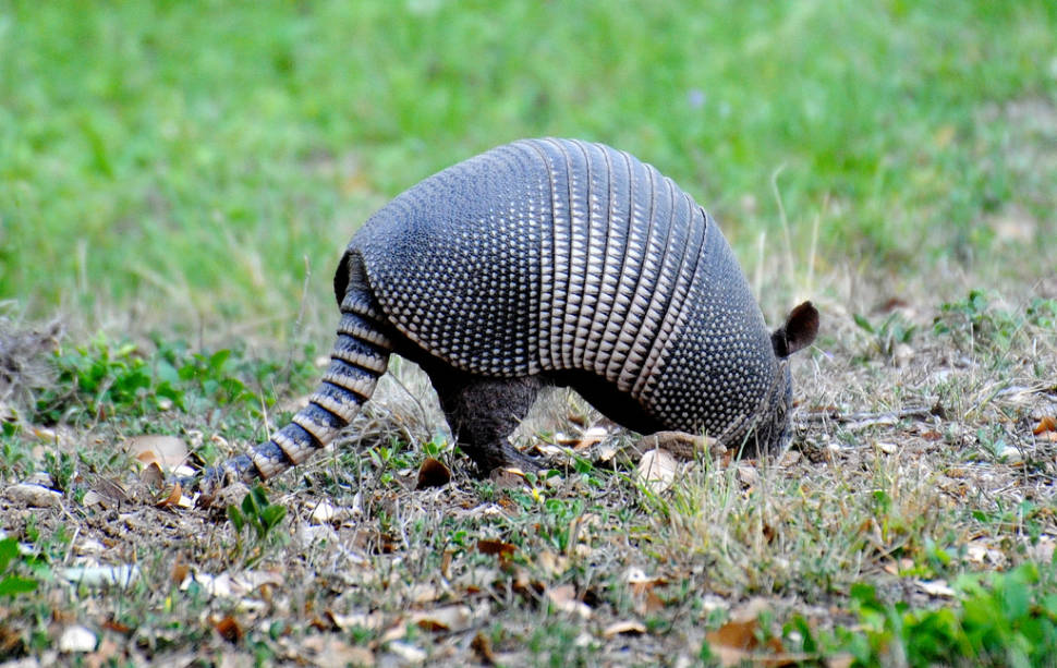 Armadillo seen in Montell, Tx
