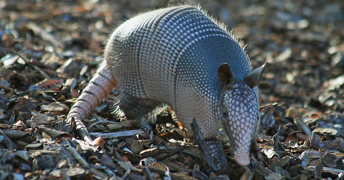 Armadillo in Texas - Best Time