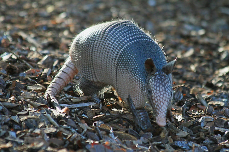 Armadillo in Texas - Best Time