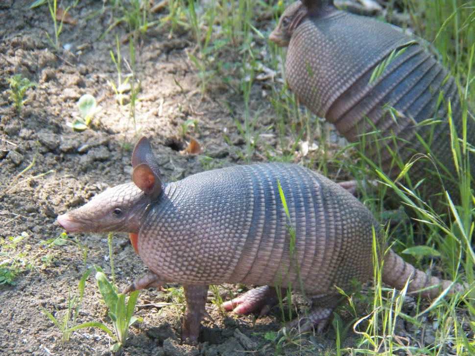 Nine-banded armadillo at Trinity Trail just north of Brockdale Park