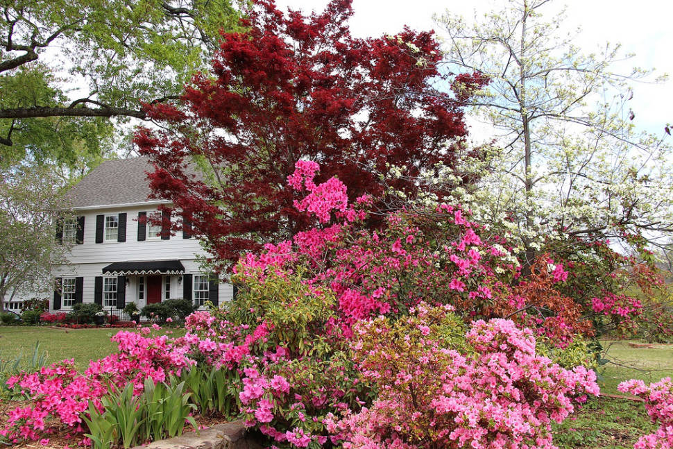 Best time for Azalea Bloom in Tyler in Texas