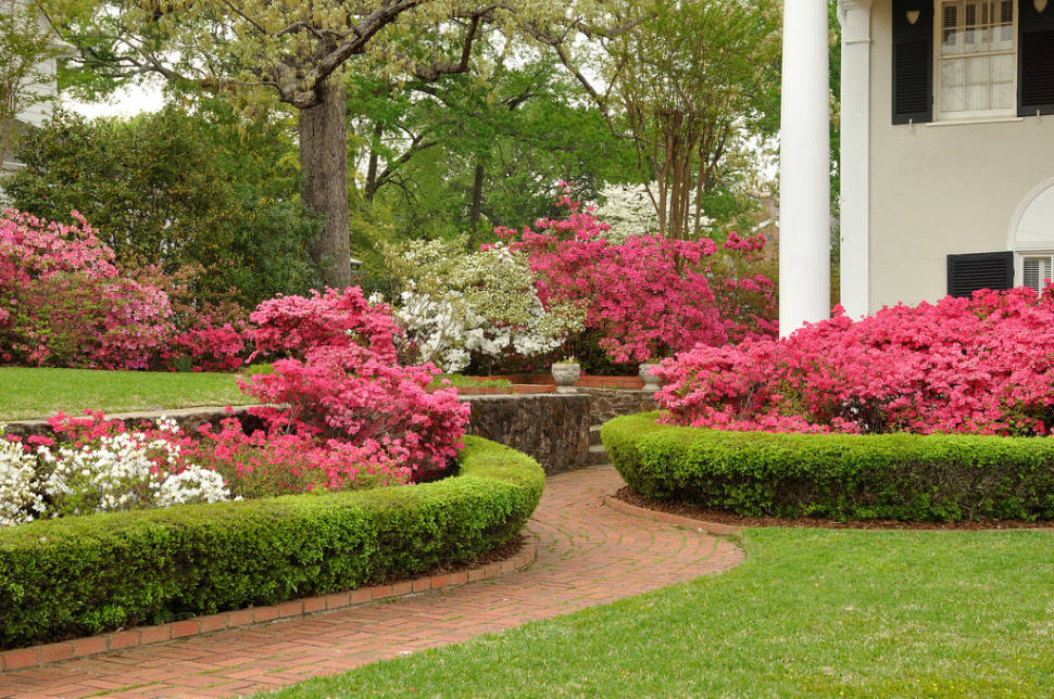 Azalea Bloom in Tyler in Texas - Best Season
