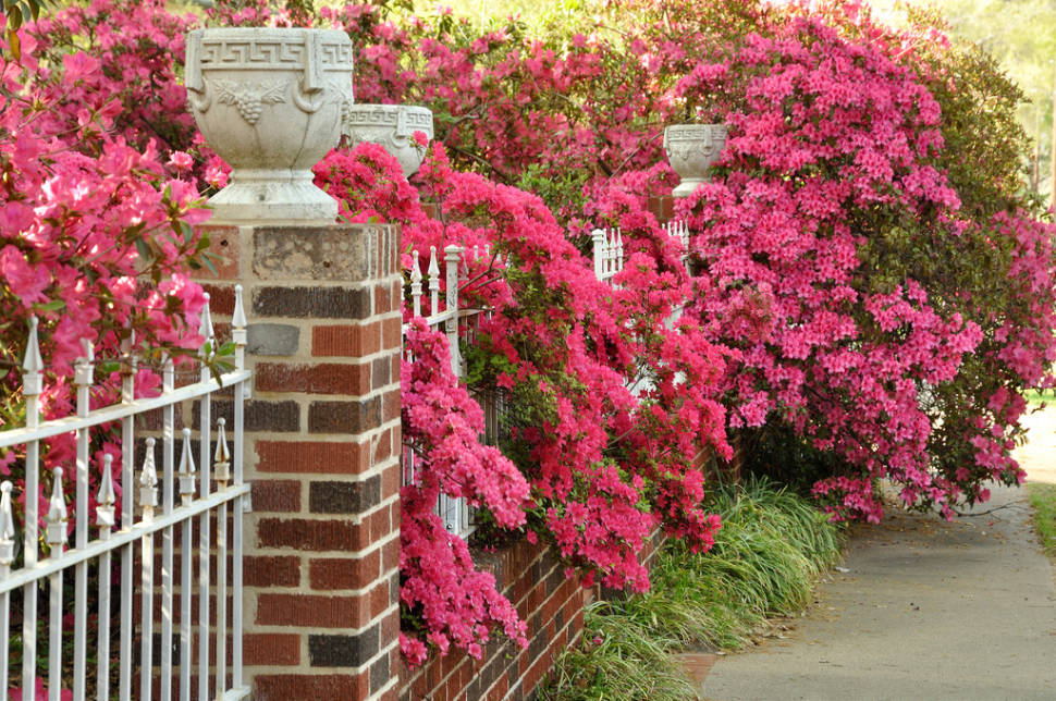 Azalea Bloom in Tyler in Texas - Best Time