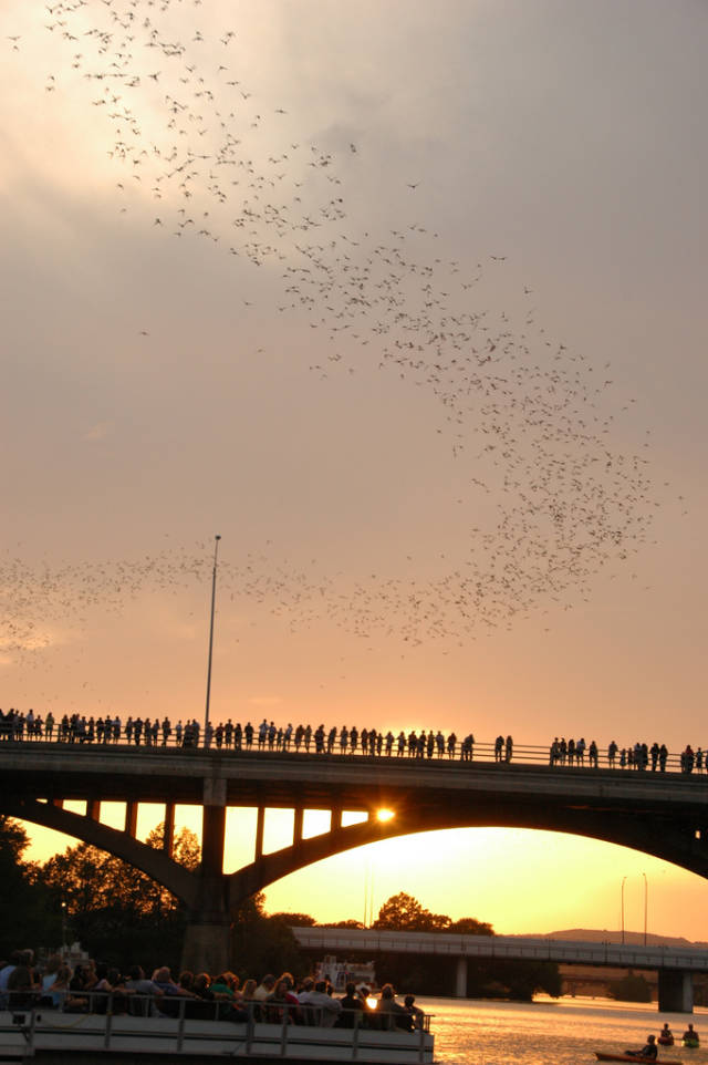 Bats leaving the Congress St. Bridge, Austin