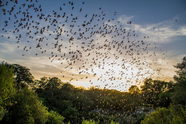 Bracken Bat Cave