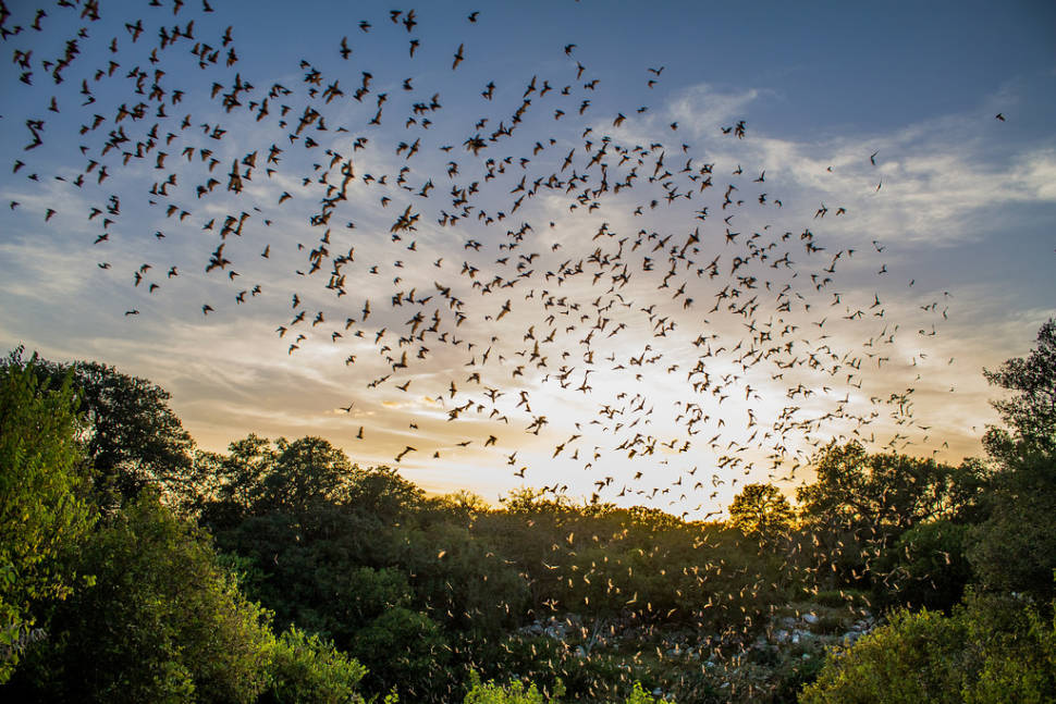 Bracken Bat Cave