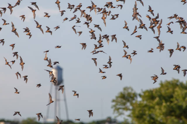 Mexican Free-Tailed Bats in Round Rock